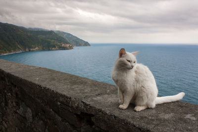 A white cat sitting on a short wall with sea shore on background in cinque terre italy