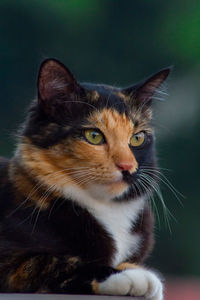 Wonderful calico cat sitting on the wall