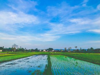 Scenic view of agricultural field against sky