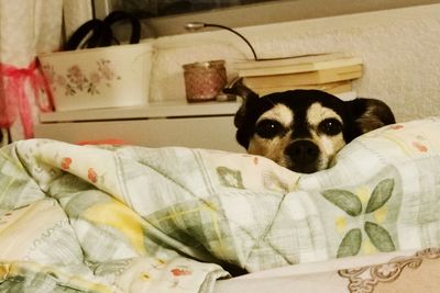 Portrait of dog relaxing on bed at home