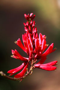 Close-up of red flowering plant 