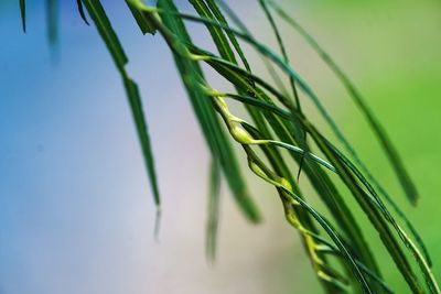 Close-up of wheat plant against clear sky