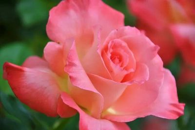 Close-up of pink rose blooming outdoors