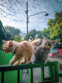 Cat looking away while standing on railing against sky