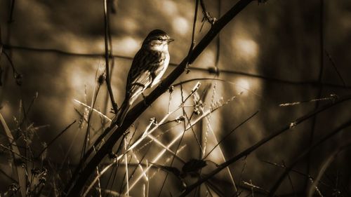 Bird perching on wire