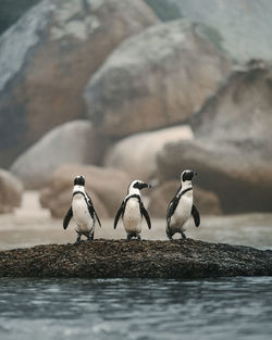 Penguins on rock at beach