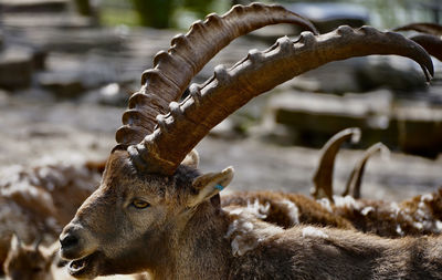 Close-up of an adult male capricorn