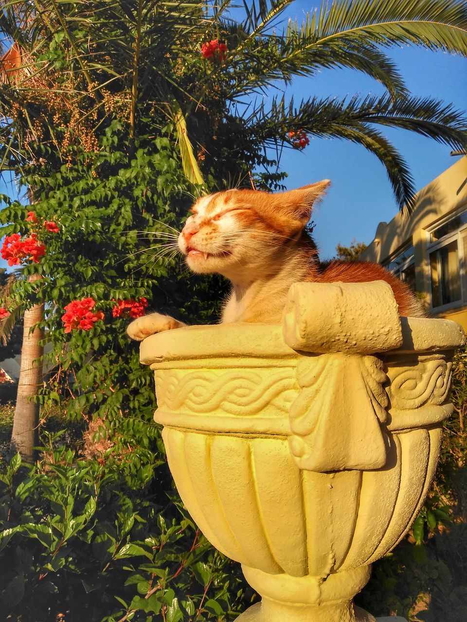 VIEW OF A CAT BY PLANTS