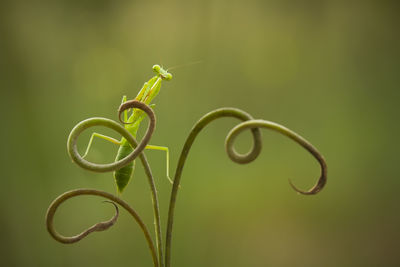 Praying mantish on nephentest leaf edge