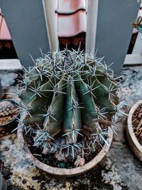 High angle view of potted plants