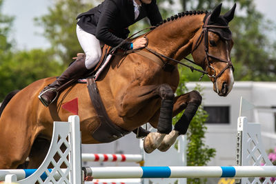 Horse jumping, equestrian sports, show jumping competition themed photograph.