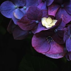 Close-up of purple hydrangea flowers