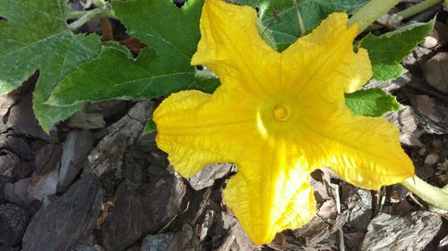 Close-up of yellow flower