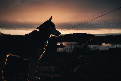 Silhouette horse by sea against sky during sunset