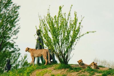 Leopards at zoo against clear sky