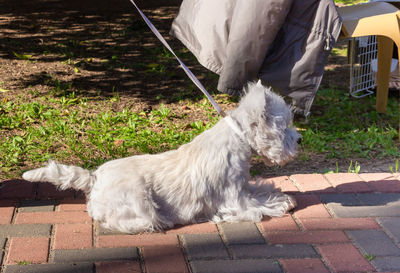 Dog on footpath in yard