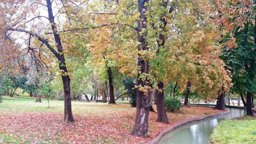 Trees in park against sky