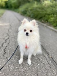 pet