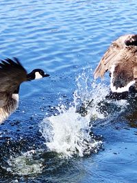 View of bird swimming in sea