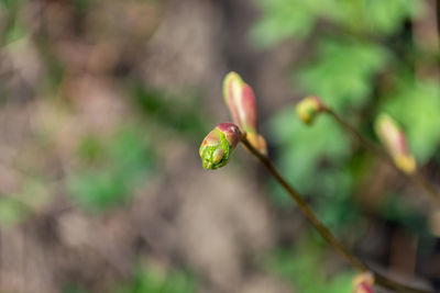 plant