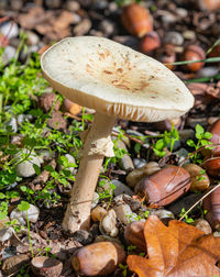 Close-up of mushroom growing on field