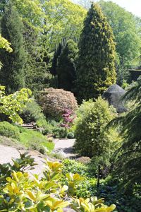 Plants and trees in garden