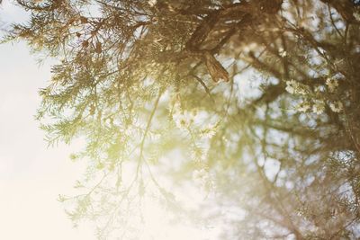 Low angle view of tree against sky