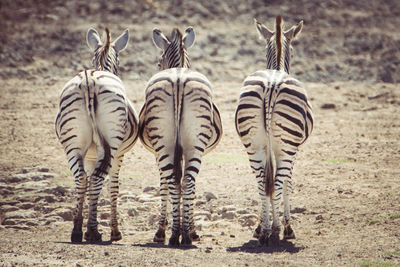 Rear view of zebras on field