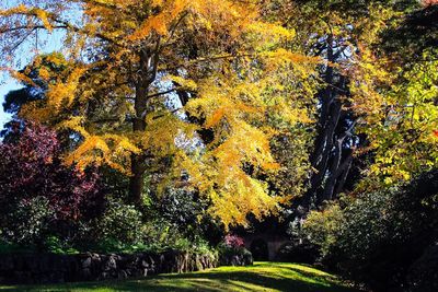 Trees in park during autumn