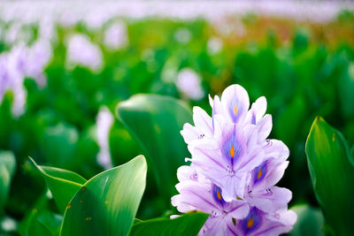 Close-up of purple flowering plant