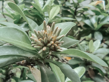 Close-up of flowering plant