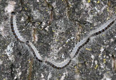 High angle view of an animal