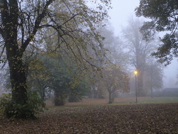 Trees in foggy weather