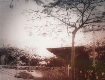 tree