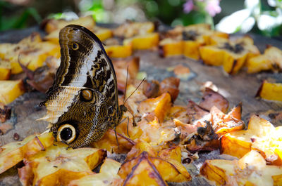 Close-up of butterfly