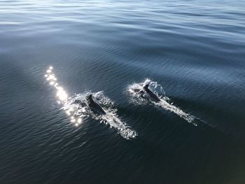 High angle view of dolphins swimming in sea