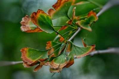 Close-up of fresh green leaves on branch