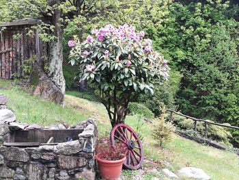 Potted plants