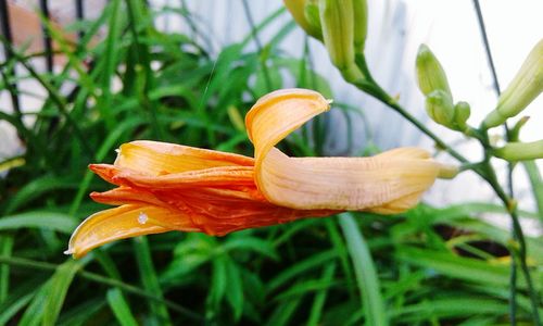 Close-up of orange lily plant