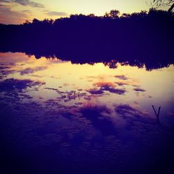 Reflection of trees in water