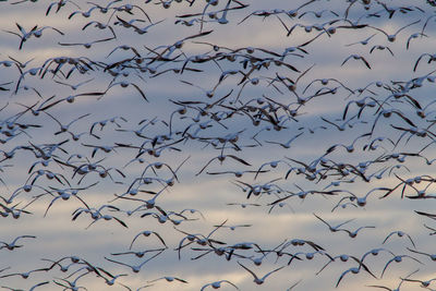 Low angle view of birds flying against sky
