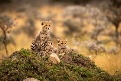 Cheetahs on field in forest