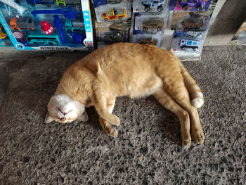 High angle view of cat sleeping