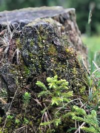 Close-up of moss growing on rock