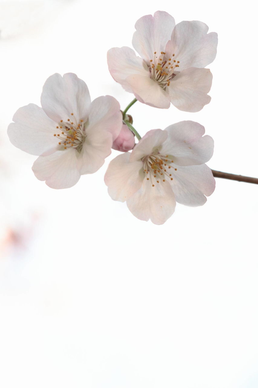 fragility, flower, freshness, flowering plant, plant, beauty in nature, vulnerability, close-up, blossom, petal, growth, pollen, inflorescence, springtime, nature, tree, flower head, no people, stamen, day, outdoors, cherry blossom, cherry tree