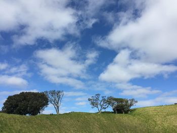 Low angle view of trees on field against sky