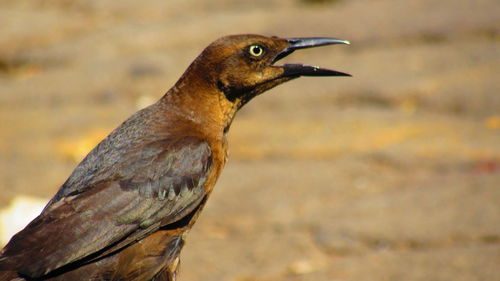 Close-up of an animal