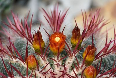 Close-up of plant