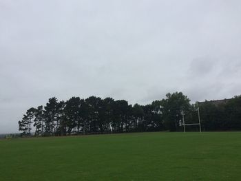 Trees on grassy field