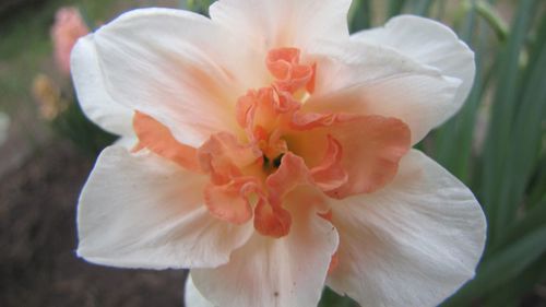 Close-up of flower